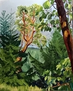 Arbutus in the Forest View